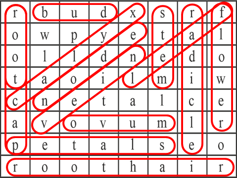 Plant Parts Puzzle