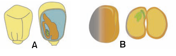 Diagram A is of maize seed cut section. Diagram B is of bean seed cut section.