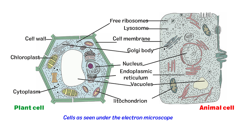 Plant cell and Animal Cell under electron microscope