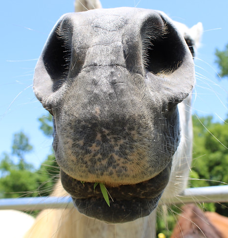 Close-up of a horse's muzzle, with gray and speckled patterns on the skin. The horse is nibbling on a small piece of green grass. The background shows a clear blue sky, green trees, and the back of another horse in the distance.