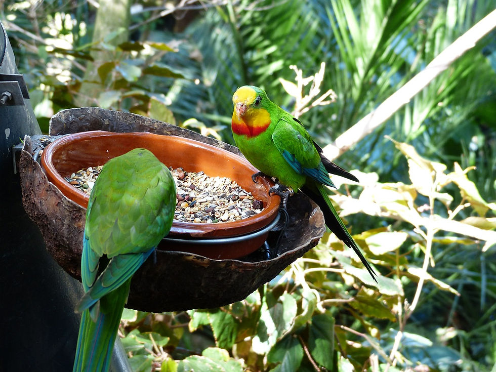 sign-parakeets-406637_1280.jpg