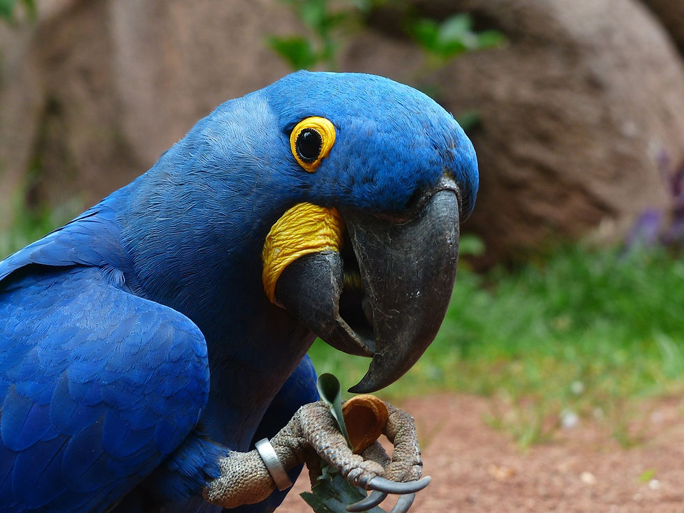 blauaras-406776_1280.jpg