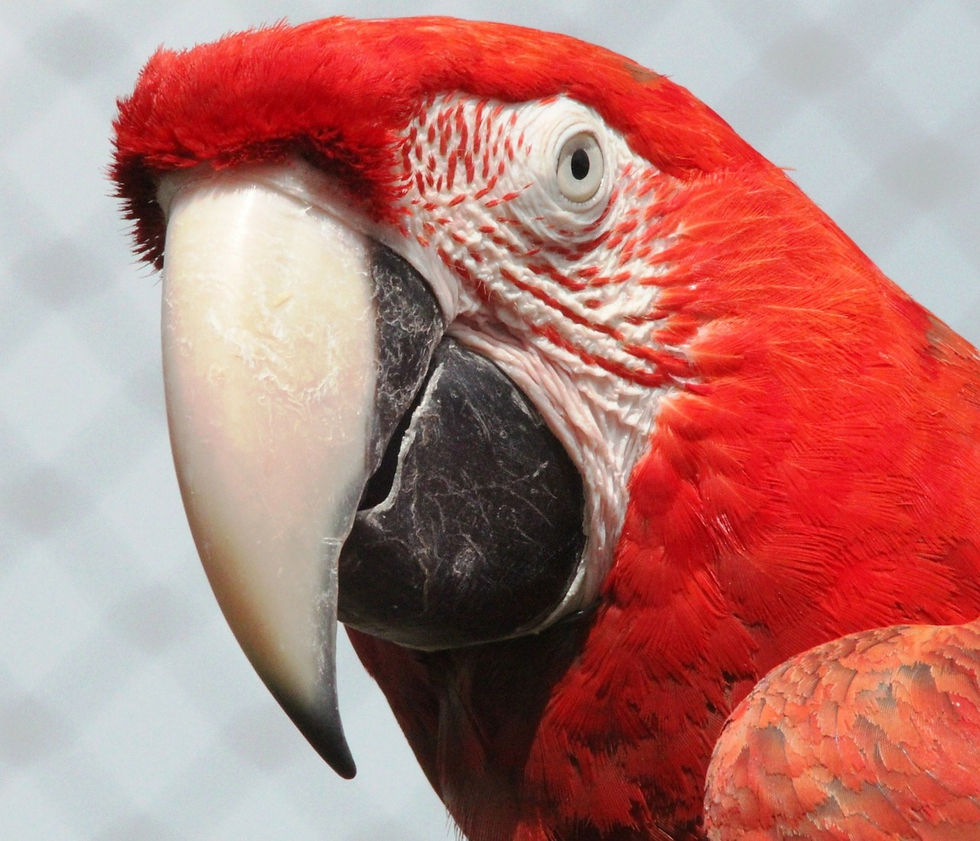macaw-20282_1280.jpg