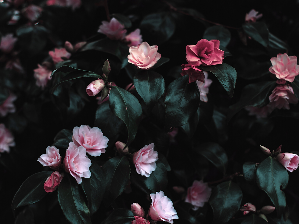 Untitled design (4).png