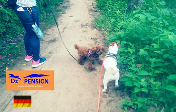 ご宿泊中のお散歩トレーニング