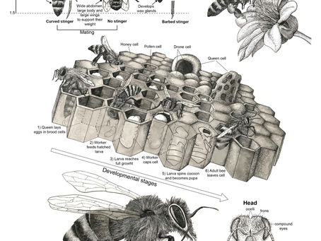 The Fascinating Life Cycle of the Honey Bee, and Why It Matters 🐝