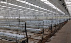 Seedling to salad: Sustainability in UK tomato production