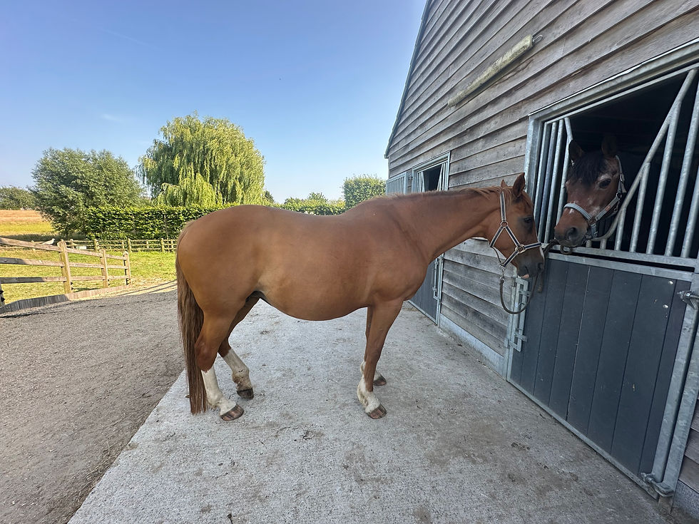 9 maanden na de start van Orthomoleculaire paardenvoeding