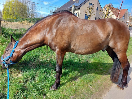 Orthomoleculair voedingsadvies