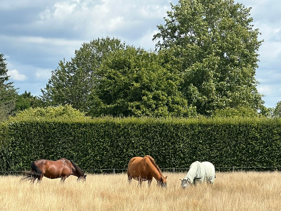 natuurlijk gedrag van paarden