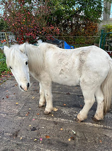 Belang van voeding bij oudere paarden