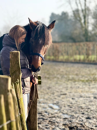 paardenrevalidatie