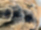IMG_9642.jpeg