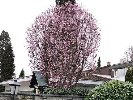 Kirschblüte Formschnitt