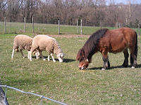 brebis et poney dans le champ