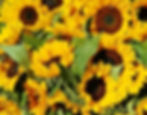 sunflower3.JPG