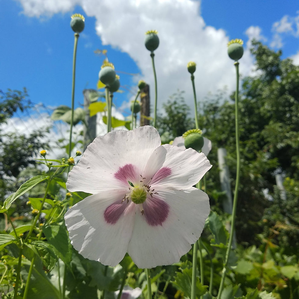 Poppy flower