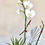 Thumbnail: Holiday Orchid White Basket