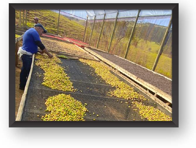 Foto fazenda Hayato produtora de cafés especiais em minas gerais