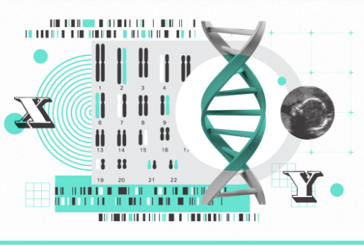 The Y Chromosome is Vanishing