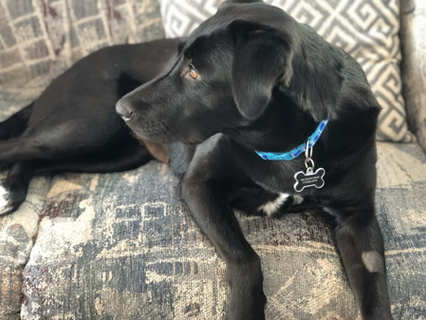 The Power of Community: Finding Lucy