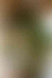 wildflower wedding arch