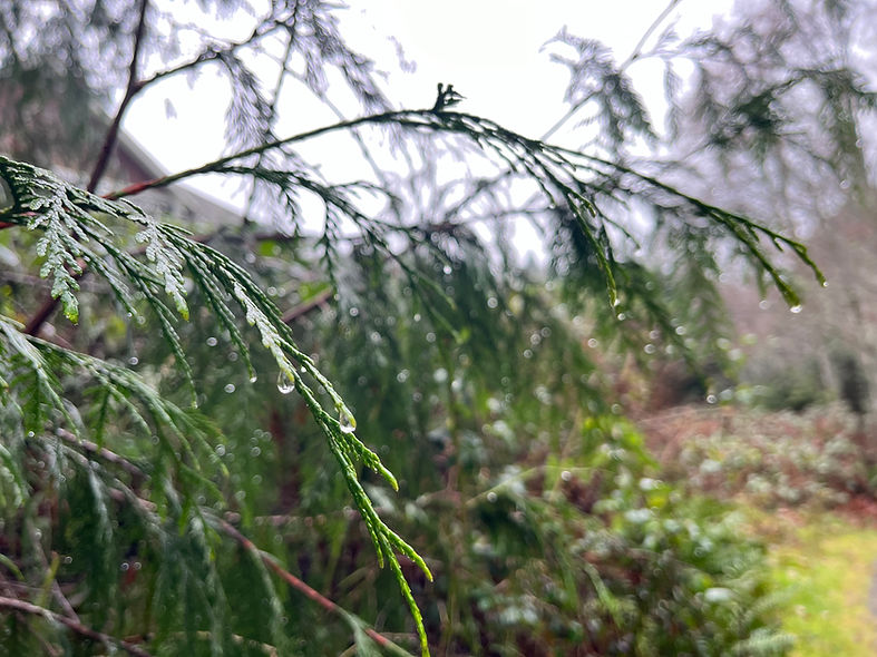 Evergreen branches with raindrops
