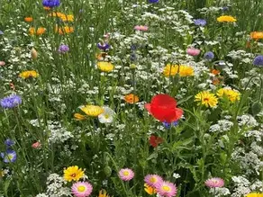 Colourful Meadowmania wildflowers growing in a sunny raised bed at The Grow Up Community Garden