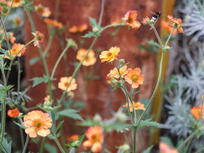 Lynne Lambourne deadheading Geum 'Totally Tangerine' to encourage repeat flowering and extend colour in the garden throughout summer.