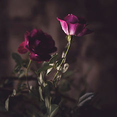 two-red-roses-2858115.jpg