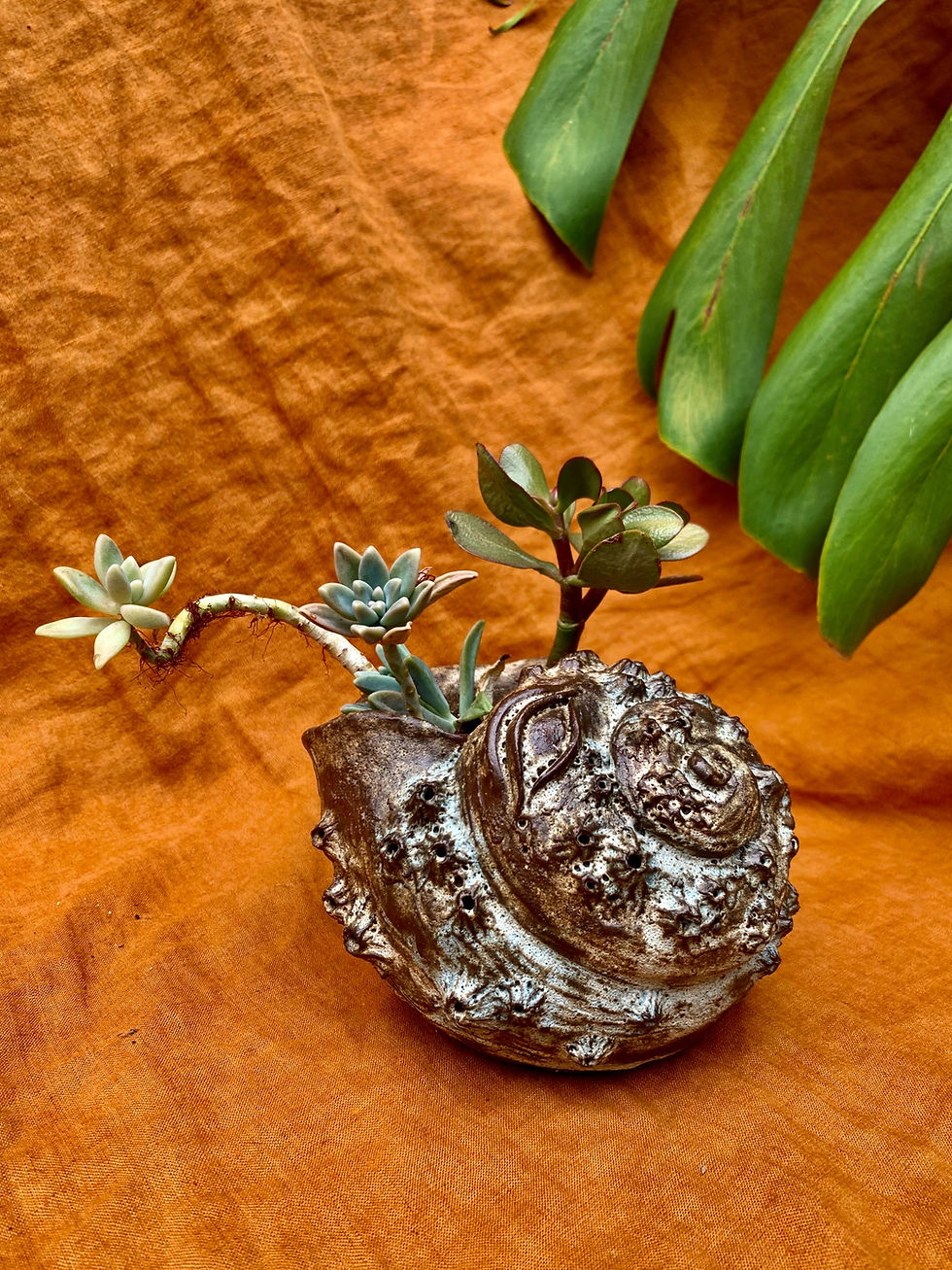 Thumbnail: Shell planter