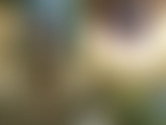 アスレチック体験