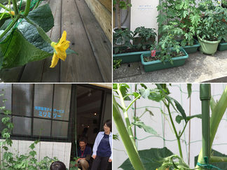 mili millie farm❣️