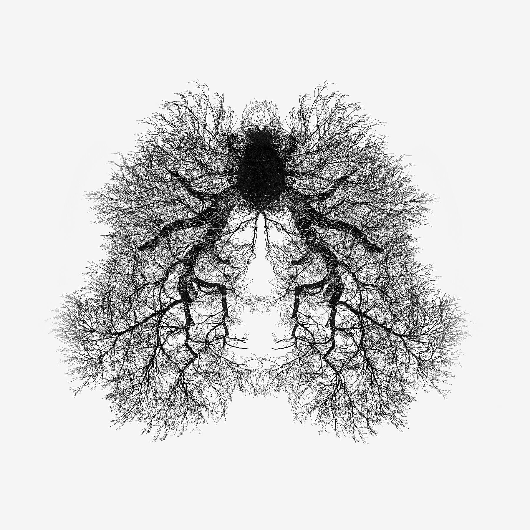 Lungs (Winter)
