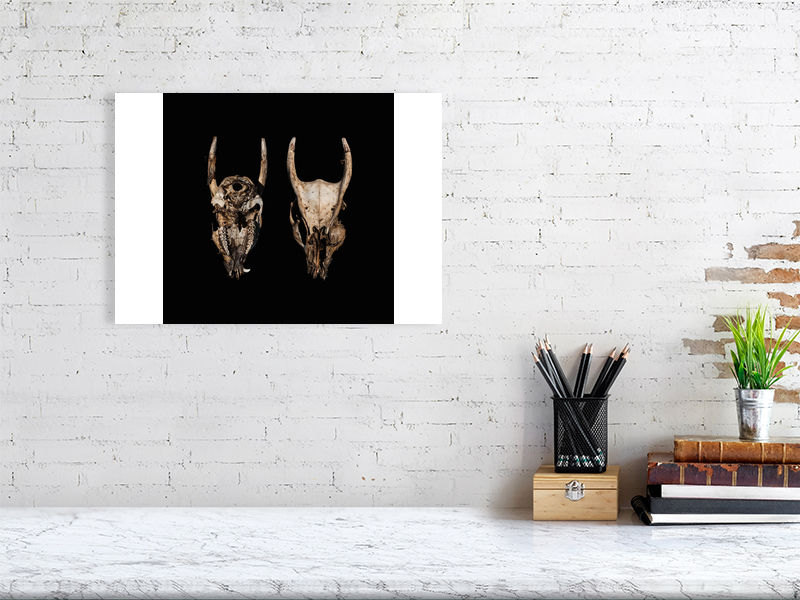 Thumbnail: Muntjac Study No 2