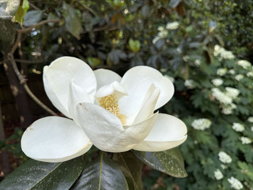 Close-up photo of a white magnolia flower blooming in a lush Atlanta backyard garden, with strong ivory petals and soft greenery in the background, symbolizing resilience, strength, and human-centered leadership.
