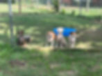 puppies