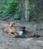 Sadie & Sterling