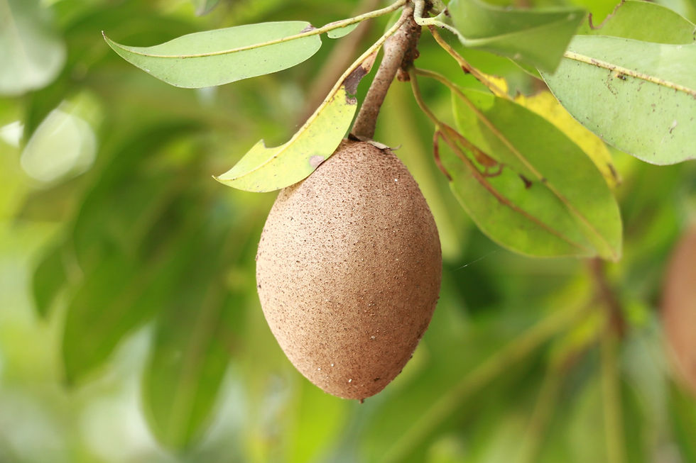 #sapodilla