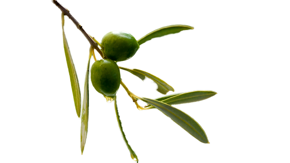 ACEITUNAS Y ENCURTIDOS (2).png