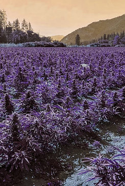 Outdoor Mix #2