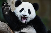panda raising hand.jpg