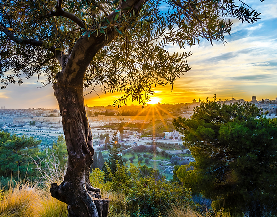 Plant a Tree in Memory in Israel