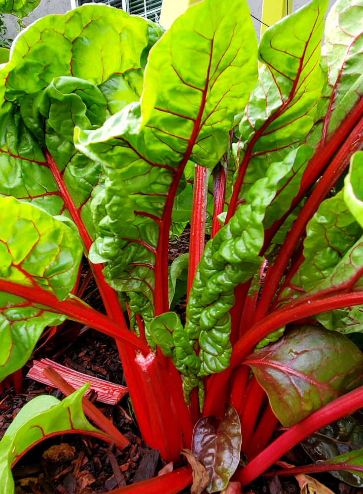 A Swiss Chard Recipe That Even Kids Will Eat