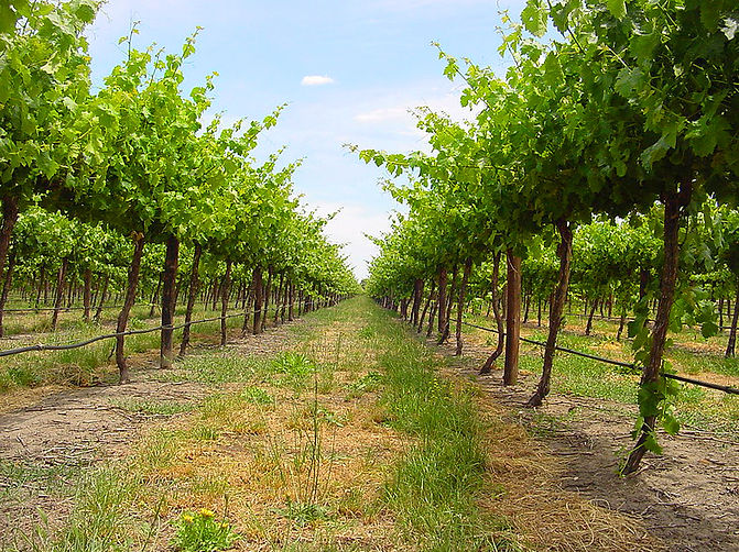 9255b3_9ad0e97f9809463bb72071446cec1774_