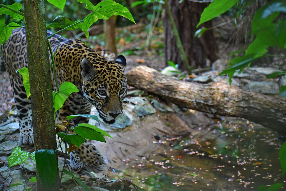 Photograph of Jaguar at the Belize Zoo