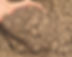 Rootzone-50-50new.jpg