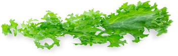 lettuce.png