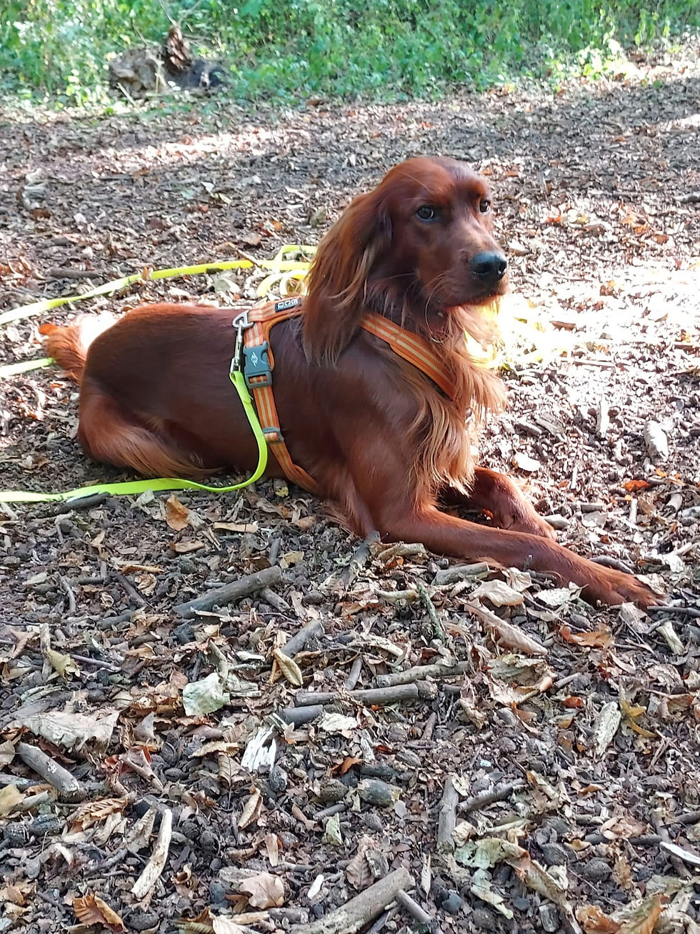 🐾 Erfahrungsbericht zum Hundetraining bei Spur & Pfote