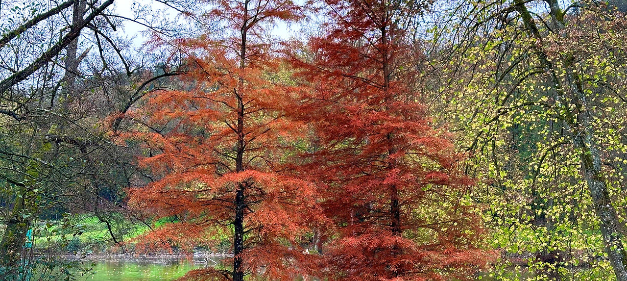 Décors automne 2024 parc de Nismes.jpg